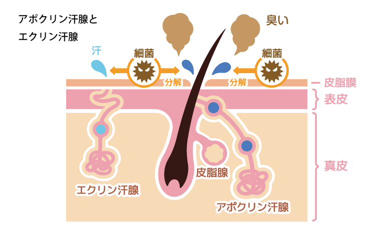 においの原因は雑菌